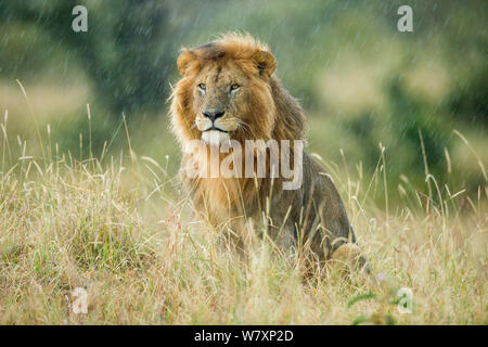 Leone maschio (Panthera leo) seduti sotto la pioggia, Masai-Mara Game Reserve, in Kenya. Foto Stock