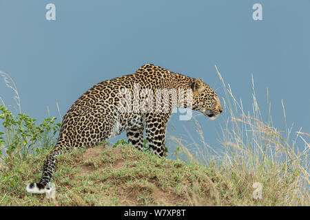 Leopard (Panthera pardus) seduta, guardando la preda. Masai-Mara Game Reserve, in Kenya. Foto Stock