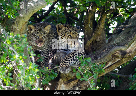 Leopard (Panthera pardus) femmina nella struttura ad albero con cub di età compresa tra i 2 mesi, Masai-Mara Game Reserve, in Kenya. Foto Stock