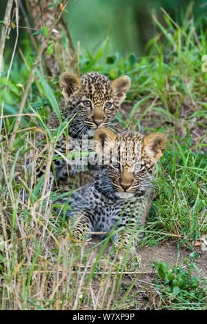 Leopard (Panthera pardus) cuccioli di età compresa tra i 2 mesi, Masai-Mara Game Reserve, in Kenya. Foto Stock