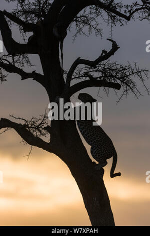 Leopard (Panthera pardus) femmina al tramonto, rampicante dove preda viene memorizzata. Masai-Mara Game Reserve, in Kenya. Foto Stock