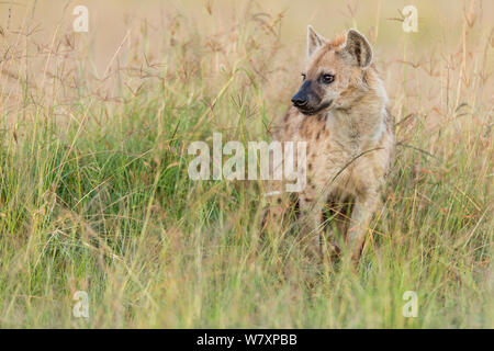 Spotted hyaena (Crocuta crocuta) in piedi in erba, Masai-Mara Game Reserve, in Kenya. Foto Stock