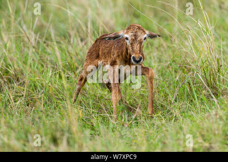 Topi neonati (Damaliscus korrigum / Damaliscus lunatus) di vitello, Masai-Mara Game Reserve, in Kenya. Foto Stock