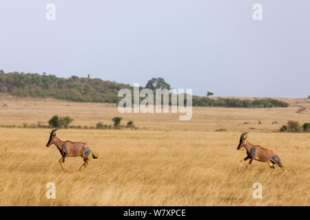 Due topi (Damaliscus korrigum / Damaliscus lunatus) in esecuzione attraverso savana nella stagione secca, Masai-Mara Game Reserve, in Kenya. Foto Stock