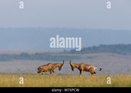 Due topi maschi (Damaliscus korrigum / Damaliscus lunatus) combattimenti, Masai-Mara Game Reserve, in Kenya. Foto Stock