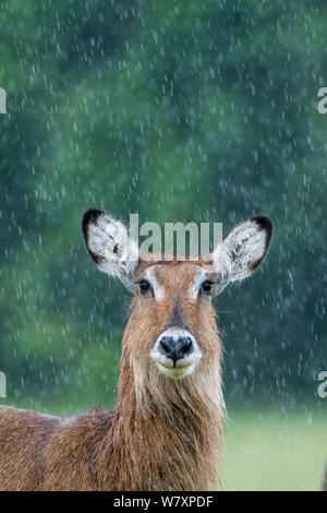 Ritratto di femmina (Waterbuck Kobus ellipsiprymnus) sotto la pioggia, Masai-Mara Game Reserve, in Kenya. Foto Stock