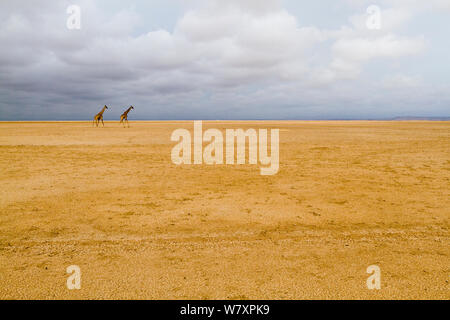 Masai giraffe (Giraffa camelopardalis tippelskirchi) attraversando a piedi dry lake, Amboseli National Park in Kenya. Foto Stock