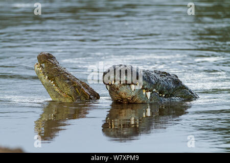 Coccodrilli del Nilo (Crocodylus niloticus) nel corteggiamento, Masai-Mara Game Reserve, in Kenya. Foto Stock