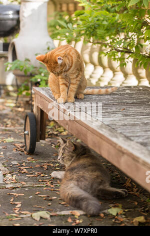 Il gatto domestico, (felis catus), zenzero cucciolo maschio di età 7 - 8 mesi, seduti in giardino, guardando alla foresta siberiana cat, grigio, lo zenzero e il bianco cucciolo femmina - età 7 mesi, Clifton, Bristol, Regno Unito. Foto Stock