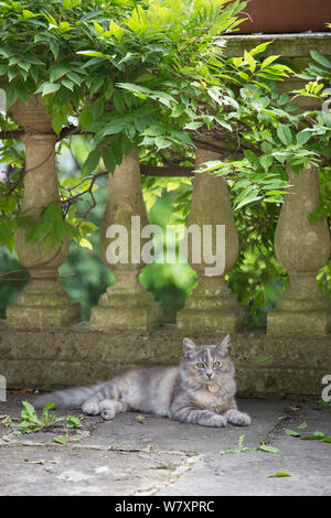 Foresta siberiana cat, (felis catus), grigio, lo zenzero e il bianco cucciolo femmina, di età di 7 mesi, appoggiato in giardino, Clifton, Bristol, Regno Unito Foto Stock