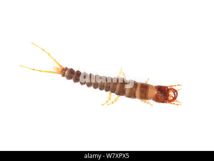 Massa beetle larva(Nebria sp) Lombardia, Italia, Settembre. meetyourneighbors.net progetto Foto Stock