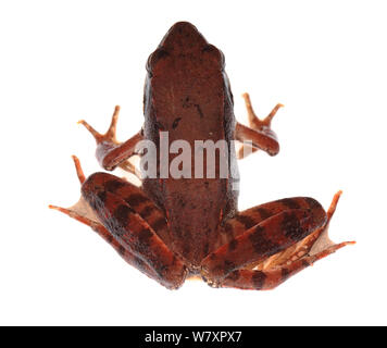 Rana di Lataste (Rana latastei) Lombardia, Italia, Agosto. meetyourneighbors.net progetto Foto Stock