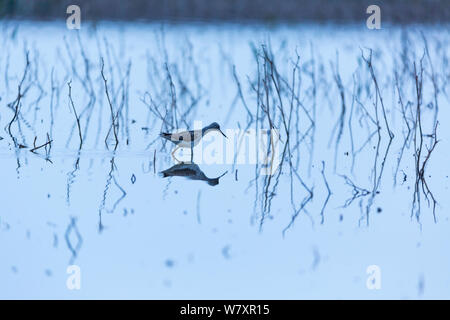 Comune (greenshank Tringa nebularia) trampolieri, Shumen, Bulgaria, Aprile. Foto Stock