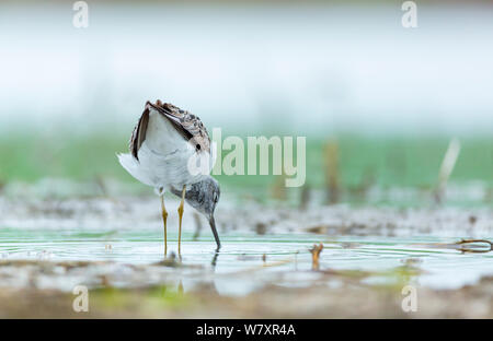 Comune (greenshank Tringa nebularia) foraggio, Shumen, Bulgaria, Aprile. Foto Stock