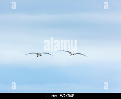 Due spatole eurasiatica (Platalea leucorodia) in volo. Shumen, Bulgaria, Aprile. Foto Stock