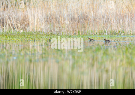 Tuffetto (Tachybaptus ruficollis) coppia su acqua in habitat delle paludi. Shumen, Bulgaria, Aprile. Foto Stock