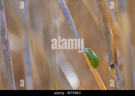 Raganella (Hyla arborea) su reed. Shumen, Bulgaria, Aprile. Foto Stock