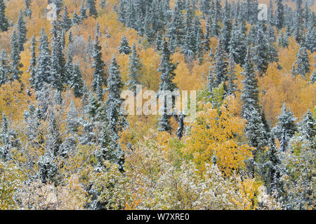 Vacilla aspen trees (Populus tremuloides) e conifere con polvere di neve, Dome collina sopra Dawson City, territori dello Yukon, Canada, settembre 2013. Foto Stock