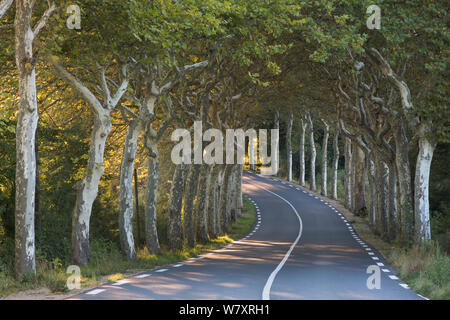 Viale di platani (Platanus) su una strada vicino a Soreze, Tarn, Languedoc, Francia, settembre 2012. Foto Stock