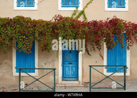 Blue porta con i vitigni (Vitis) Puyloubier, Var, Provenza, Francia, ottobre 2012. Foto Stock