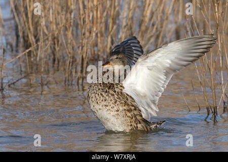 Canapiglia femmina (Anas strepera) sbattimenti le sue ali in allagato marsh, Gloucestershire, UK, febbraio. Foto Stock
