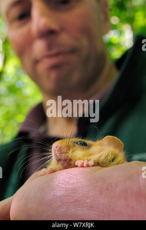 Ian White, ghiro officer per il popolo&#39;s di fiducia per le specie in via di estinzione tenendo un nocciolo ghiro (Muscardinus avellanarius), Nottinghamshire, Regno Unito, Giugno. Modello rilasciato. Foto Stock