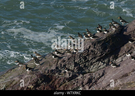 (Oystercatchers Haematopus ostralegus) ad una alta marea roost su rocce costiere, Cornwall, Regno Unito, Aprile. Foto Stock