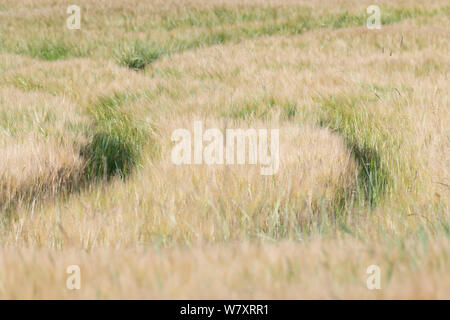 I cingoli del trattore in un campo di maturazione di orzo (Hordeum Vulagre) in una fattoria in Scozia Foto Stock