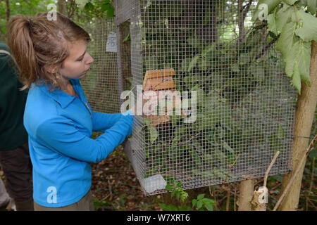 Volunteer Zoe Phillips ponendo una scatola di nido con un nocciolo ghiro (Muscardinus avellanarius) interno in una &#39;versione soft&#39; gabbia attaccato a un albero in cedui antichi boschi, Nottinghamshire, Regno Unito, Giugno. Modello rilasciato. Foto Stock