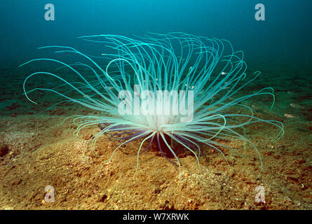 Tubo (anemone Cerianthus sp) sul letto del mare, Hoi Ha Wan, Hong Kong. Foto Stock