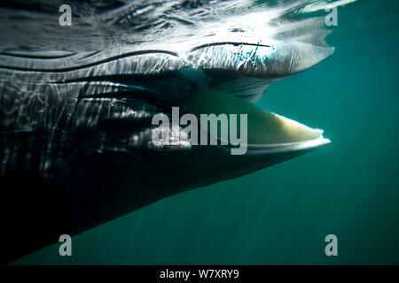 Dead minke whale (Balaenoptera acutorostrata) capretti in corrispondenza della superficie del mare, Isola di Man, UK. Luglio. Nota il bianco baleen la sua bocca. Foto Stock