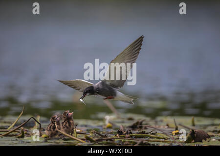 Black Tern (Chlidonias niger) alimentazione dei giovani al nido, Seddinsee, Brandeburgo, Germania, Giugno. Foto Stock