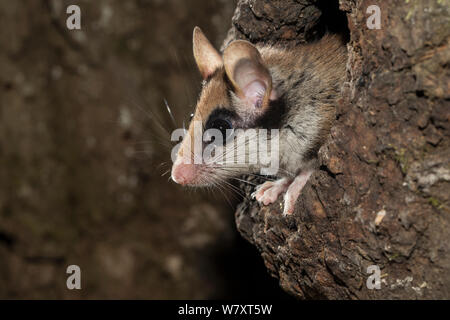 Quercino (Eliomys quercinus), guardando al di fuori di un foro albero, Germania, captive, Agosto. Foto Stock