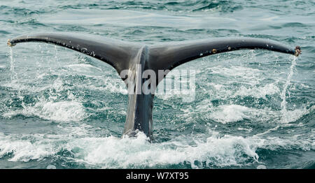 Humpback Whale (Megaptera novaeangliae) fluke contrassegnati con barnacle allegati, CONANP area protetta, Baja California Sur, Mare di Cortez, Messico. Febbraio. Foto Stock