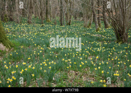 Wild Daffodil (Narcissus pseudonarcissus) fioritura nel nocciolo di boschi cedui, West Dean boschi, Sussex, Regno Unito, Marzo. Foto Stock