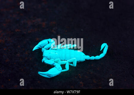 Yellow-Tailed Scorpion (Euscorpius flavicaudis) sotto luce UV, Provenza, Francia. Foto Stock