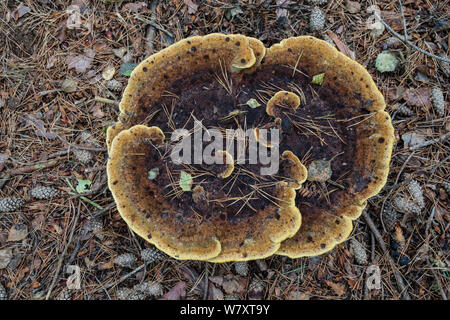 Dyer&#39;s Mazegill Fungo (Phaeolus schweinitzii) crescente sulla radice di pino silvestre tree. Surrey, Regno Unito, ottobre. Foto Stock