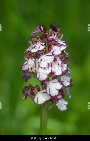 Signora Orchidea (Orchis purpurea), in Provenza in fiore, Francia, Maggio. Foto Stock