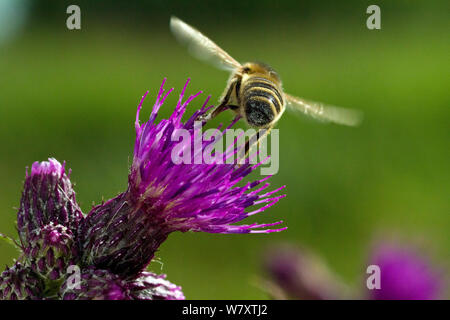 Il miele delle api (Apis mellifera) in volo su Marsh thistle (Cirsium palustre) fiore, prosciutto parete riserva RSPB vicino a Glastonbury, Somerset, Regno Unito, Giugno. Foto Stock