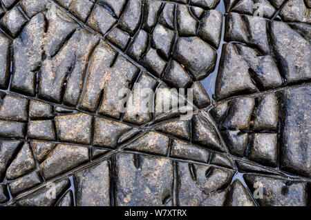 Spaccature nelle rocce (Espansione megapolygons) esposta a bassa marea in appartamenti Dolomite letto, Jurassic Coast, Kimmeridge, Dorset, Regno Unito, Luglio. Foto Stock