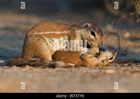 Massa (scoiattolo Xerus inauris) toelettatura baby, Kgalagadi Parco transfrontaliero, Sud Africa. Foto Stock