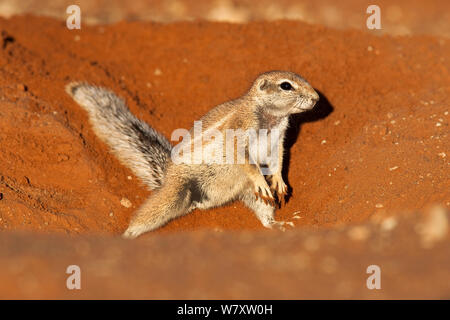 Massa (scoiattolo Xerus inauris) scavando, Kgalagadi Parco transfrontaliero, Northern Cape, Sud Africa. Foto Stock