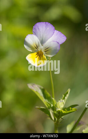 Wild Pansy, Heartsease, Viola tricolore, cuore di semplicità, Sussex, Regno Unito. Luglio Foto Stock