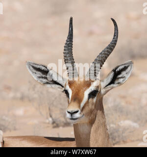 Arabian gazelle (Gazella gazella) ritratto maschile, Oman, Novembre Foto Stock