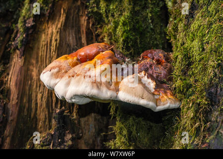 Polypore aka funghi mensola o ripiano funghi, crescente sul ceppo di albero a Denny Creek Trail al Lago Melakwa, North Cascades, nello stato di Washington, USA Foto Stock