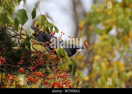 American crow (Corvus brachyrhynchos) mangiando frutti di bosco, MA, Stati Uniti d'America, Ottobre Foto Stock
