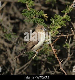 African silverbill (Euodice cantans) Oman, Febbraio Foto Stock