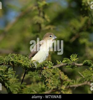 African silverbill (Euodice cantans) Oman, Febbraio Foto Stock