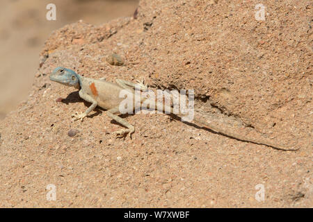 Il Sinai AGAMA SA (Pseudotrapelus sinaitus) Oman, Febbraio Foto Stock