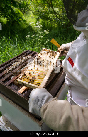 Apicoltore di ispezionare il miele delle api (Apis mellifera) alveare per telai di acari della varroa. Foto Stock